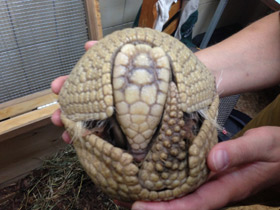 Смотреть фото Шаровидный броненосец Фото Шаровидный броненосец