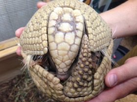 Смотреть фото Шаровидный броненосец Фото Шаровидный броненосец