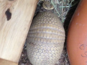 Смотреть фото Шаровидный броненосец Фото Шаровидный броненосец