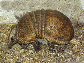 Смотреть фото Шаровидный броненосец Фото Шаровидный броненосец