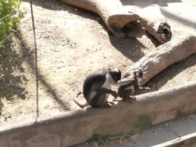 Смотреть фото Дымчатый мангобей Фото Дымчатый мангобей