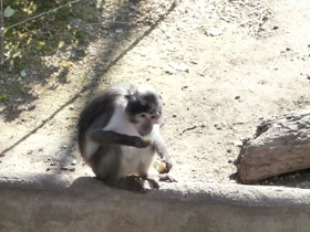 Смотреть фото Дымчатый мангобей Фото Дымчатый мангобей