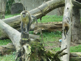 Смотреть фото Золотистый мангабей Фото Золотистый мангабей