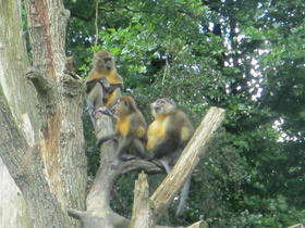 Смотреть фото Золотистый мангабей Фото Золотистый мангабей