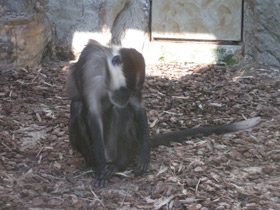 Смотреть фото Красноголовый мангобей Фото Красноголовый мангобей