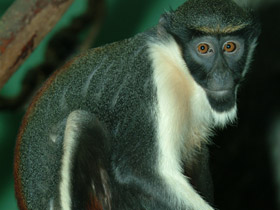 Смотреть фото Мартышка-диана Фото Мартышка-диана