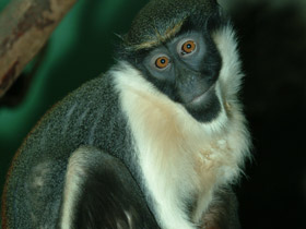 Смотреть фото Мартышка-диана Фото Мартышка-диана