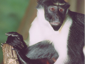 Смотреть фото Мартышка-диана Фото Мартышка-диана