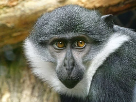 Смотреть фото Бородатая мартышка Фото Бородатая мартышка