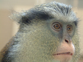 Смотреть фото Мартышка-мона Фото Мартышка-мона