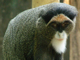 Смотреть фото Мартышка Бразза Фото Мартышка Бразза