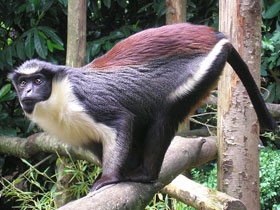 Смотреть фото Мартышка дриас Фото Мартышка дриас