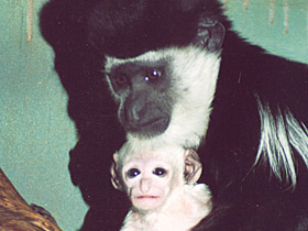 Смотреть фото Восточный колобус Фото Восточный колобус