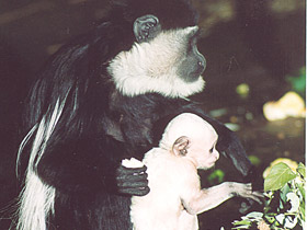 Смотреть фото Восточный колобус Фото Восточный колобус