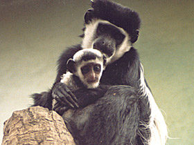 Смотреть фото Восточный колобус Фото Восточный колобус