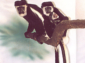 Смотреть фото Восточный колобус Фото Восточный колобус