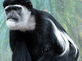 Восточный колобус Восточный колобус