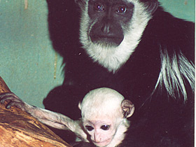 Восточный колобус Восточный колобус