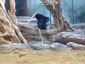 Смотреть фото Королевский колобус Фото Королевский колобус