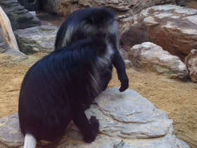 Смотреть фото Королевский колобус Фото Королевский колобус