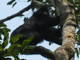 Смотреть фото Чёрный колобус Фото Чёрный колобус