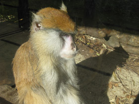 Смотреть фото Красная мартышка Фото Красная мартышка