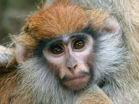 Смотреть фото Красная мартышка Фото Красная мартышка