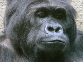 Восточная равнинная горилла Восточная равнинная горилла