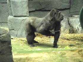 Смотреть фото Западная равнинная горилла Фото Западная равнинная горилла