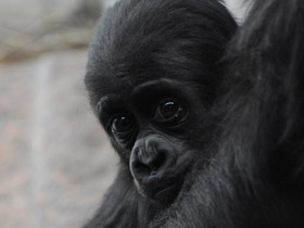 Смотреть фото Западная равнинная горилла Фото Западная равнинная горилла