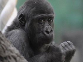 Смотреть фото Западная равнинная горилла Фото Западная равнинная горилла