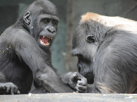 Смотреть фото Западная равнинная горилла Фото Западная равнинная горилла