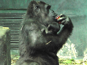 Смотреть фото Западная равнинная горилла Фото Западная равнинная горилла