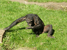 Смотреть фото Шимпанзе Фото Шимпанзе