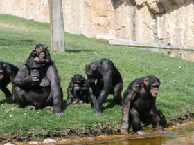 Смотреть фото Шимпанзе Фото Шимпанзе