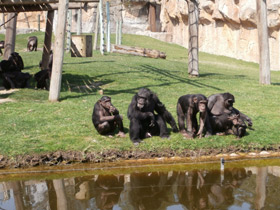 Смотреть фото Шимпанзе Фото Шимпанзе