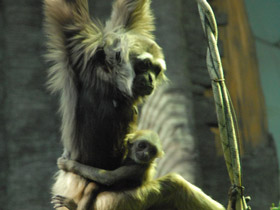 Смотреть фото Чернорукий гиббон Фото Чернорукий гиббон