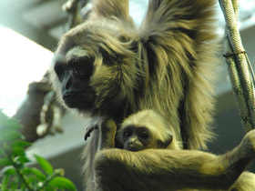 Смотреть фото Чернорукий гиббон Фото Чернорукий гиббон