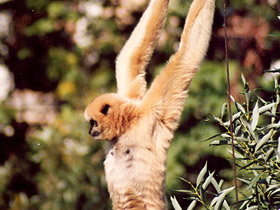 Смотреть фото Черный (белощёкий) гиббон Фото Черный (белощёкий) гиббон