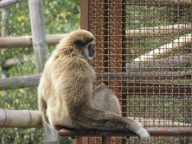 Смотреть фото Белорукий гиббон Фото Белорукий гиббон