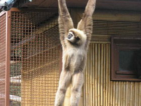 Смотреть фото Белорукий гиббон Фото Белорукий гиббон