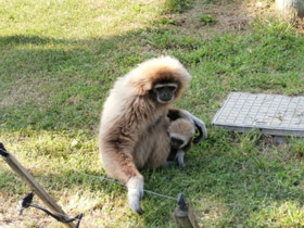 Смотреть фото Белорукий гиббон Фото Белорукий гиббон