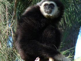 Смотреть фото Белорукий гиббон Фото Белорукий гиббон