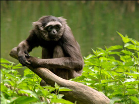 Смотреть фото Серый гиббон Фото Серый гиббон