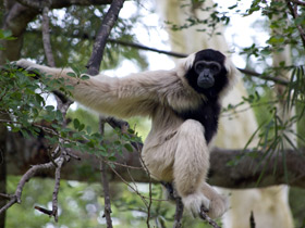 Смотреть фото Кампучийский гиббон Фото Кампучийский гиббон