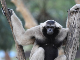 Смотреть фото Кампучийский гиббон Фото Кампучийский гиббон