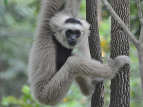 Смотреть фото Кампучийский гиббон Фото Кампучийский гиббон