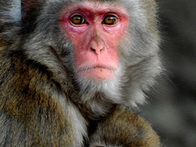 Смотреть фото Японский макак Фото Японский макак