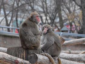 Смотреть фото Японский макак Фото Японский макак