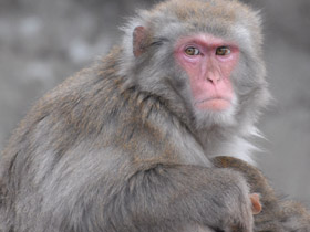 Смотреть фото Японский макак Фото Японский макак